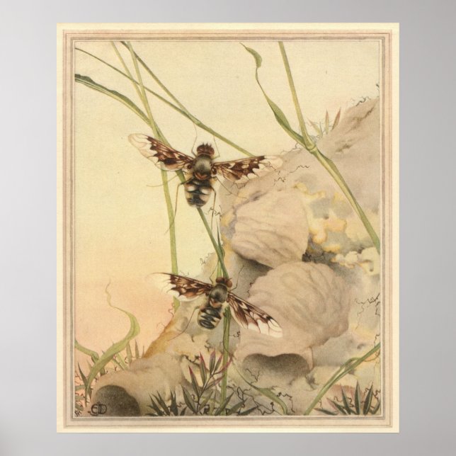 Poster O ANTHRAX FLY - Ilustração do Livro de Insetos (Frente)