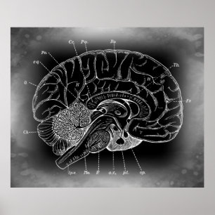POSTER O ANTIGO CÉREBRO MISTERIOSO