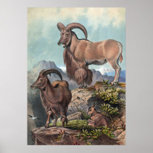 Poster O Aoudad de Joseph Wolf