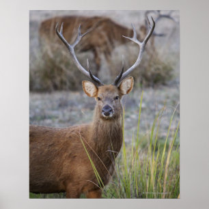 Pôster O Barasingha ou o Barasinga (Rucervus