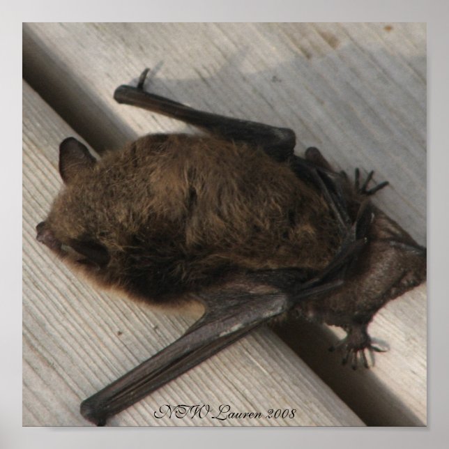 Pôster O Bat Que Veio Para O Café Da Manhã (Frente)