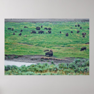 Poster O Bison Americano