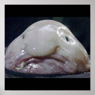 Pôster O Blobfish