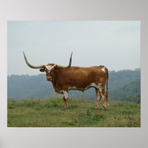 Poster O boi de Longhorn no Ozarks escolhe o tamanho & as