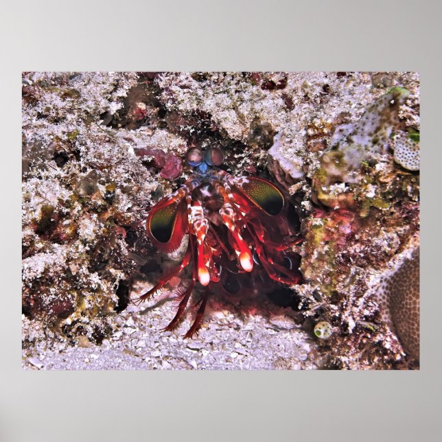 Poster O Boxer (Frente)