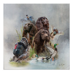 Pôster O Boykin Spaniel