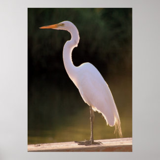 Pôster O branco alusivo