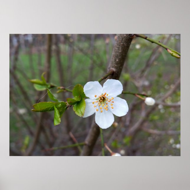 Pôster O branco da primavera (Frente)