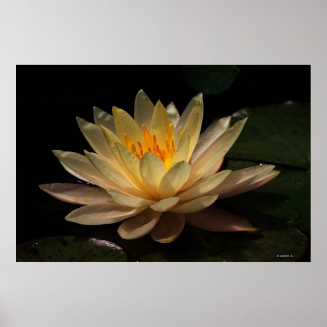 Pôster O brilho (Frente)