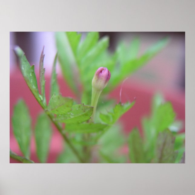 Poster O Bud (Frente)