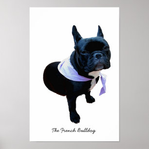 Pôster O buldogue francês