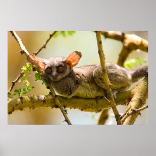 Pôster O Bushbaby de Senegal (Galago Senegalensis)