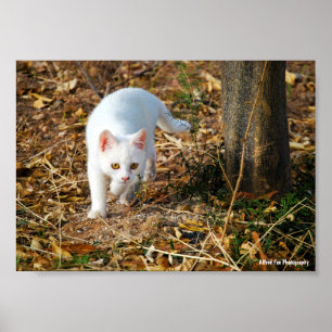 Poster O Caçador Branco