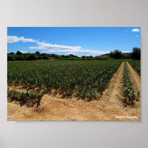 Poster O Caminho Através do Campo de Cebola