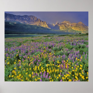 Pôster O campo das flores silvestres nas muitas geleiras