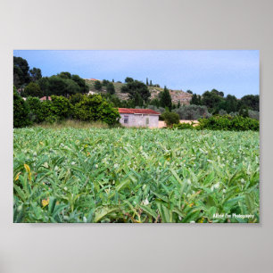 Poster O Campo de Alcachofra