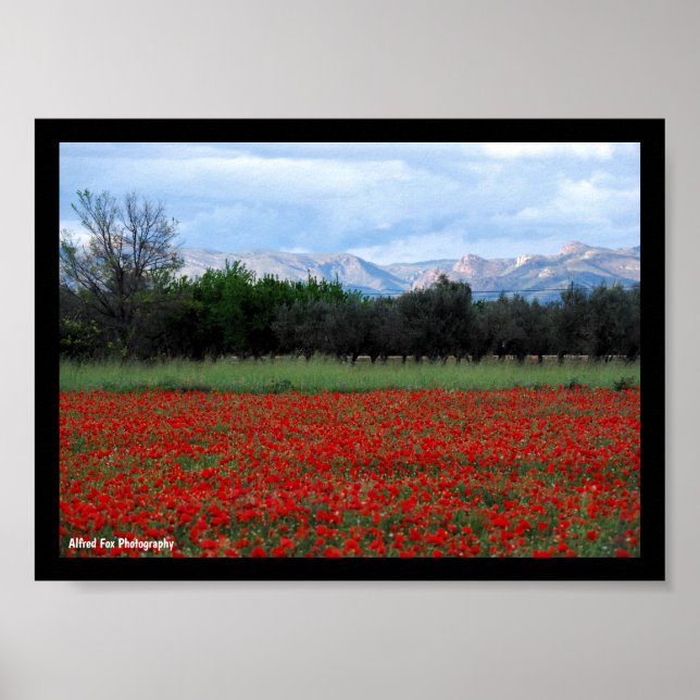 Poster O Campo de Papoulas (Frente)
