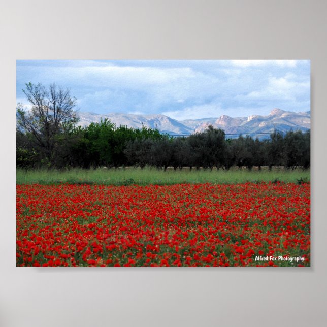 Poster O Campo de Papoulas (Frente)