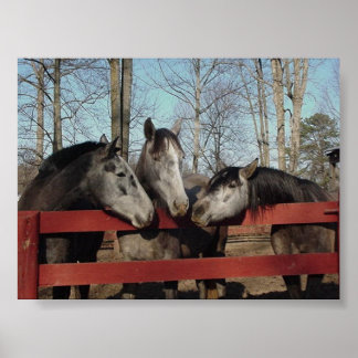 Poster O Canto do Gossip