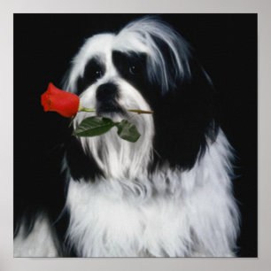 Pôster O cão de Shih Tzu