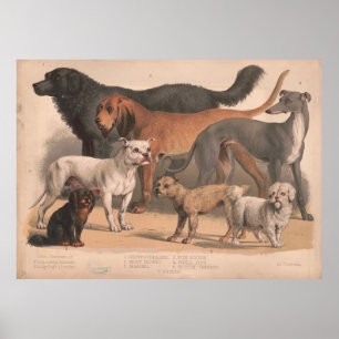Poster O cão do vintage produz a ilustração (1874)