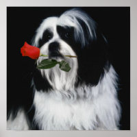 O Cão Shih Tzu