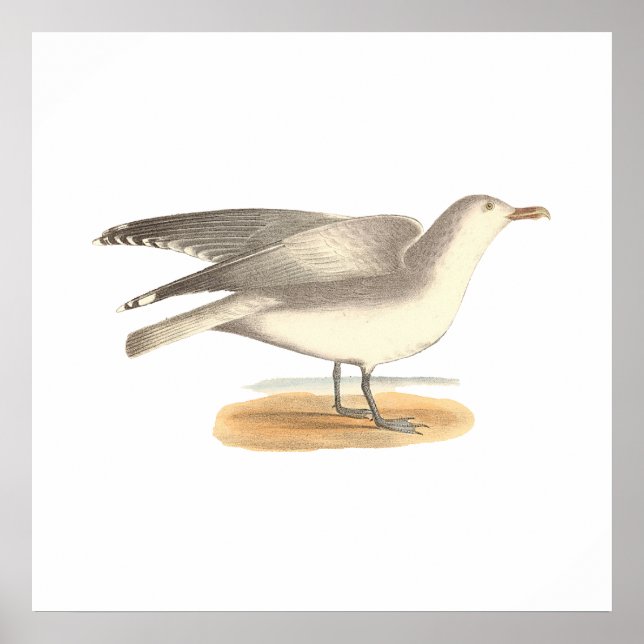 Poster O Caveira de inverno (Larus argentatus) (Frente)