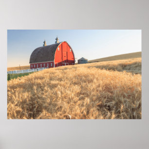 Poster O celeiro, campos de trigo do verão aproxima