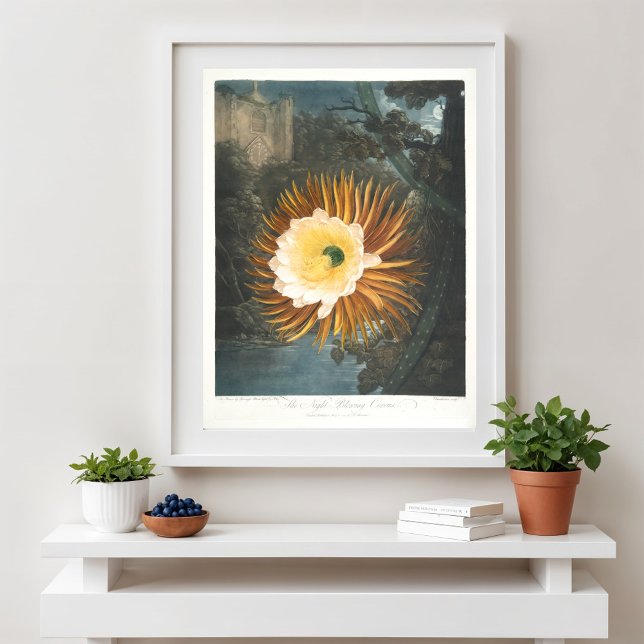 Poster O Cereus de Flor Noturna (1799–1807) (Criador carregado)