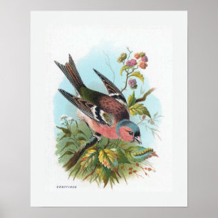 Poster O Chaffinch