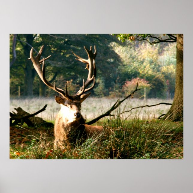 Pôster O Chefe (Frente)