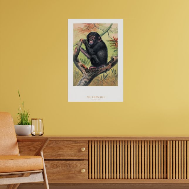 Poster O Chimpanzé, Esboços Zoológicos, (Sala de Estar 2)