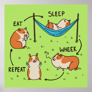 Poster O ciclo de vida de um porquinho-da-índia