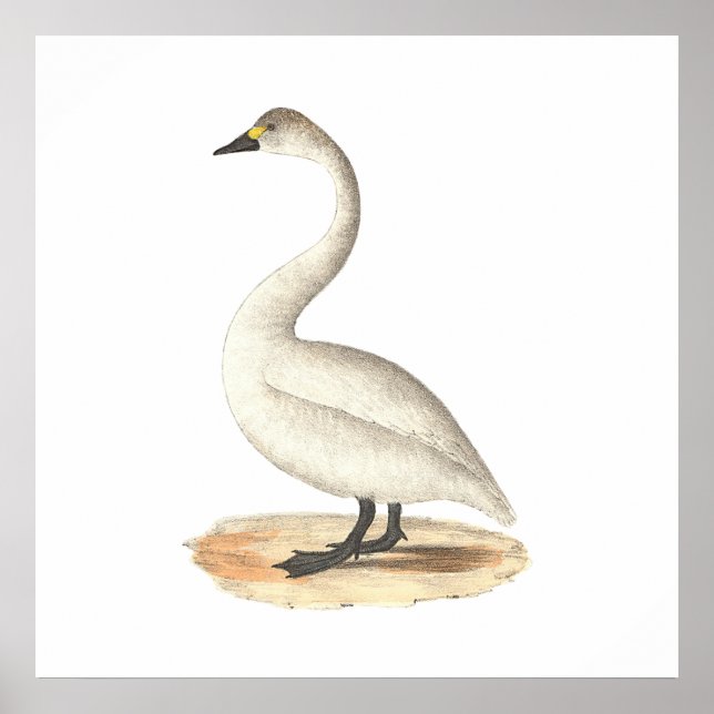 Poster O Cisne Americano (Cygnus americanus) (Frente)