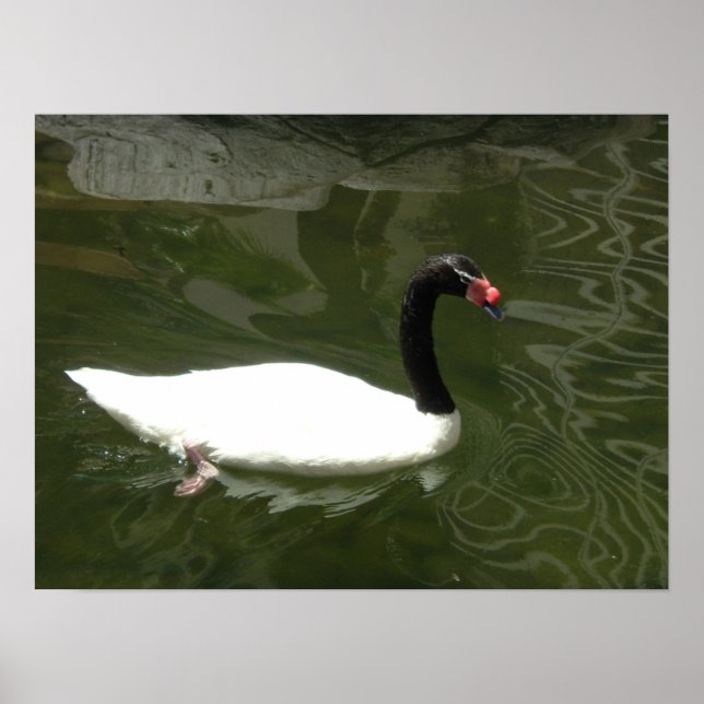 Poster O Cisne Branco (Frente)