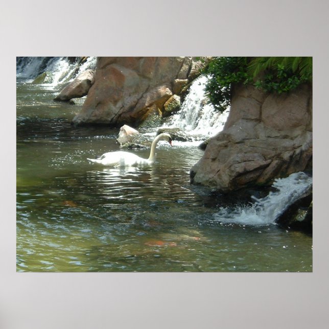 Pôster O Cisne Branco (Frente)