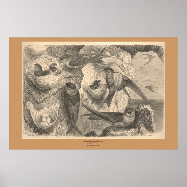 Pôster O Cliff Engole (Frente)