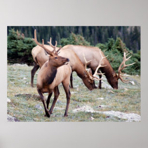 Pôster O clube dos alces