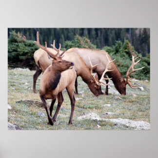 Pôster O Clube Elks