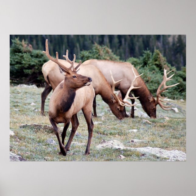 Pôster O Clube Elks (Frente)