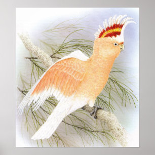 Pôster O Cockatoo de Mitchell principal - leadbeater do