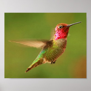 Poster O colibri de Anna masculina - Rudy 2