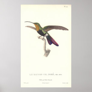 Pôster O colibri de Aurulent pela lição de Rene Primeve