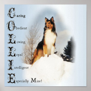 Pôster O Collie é… Arte áspera do Collie