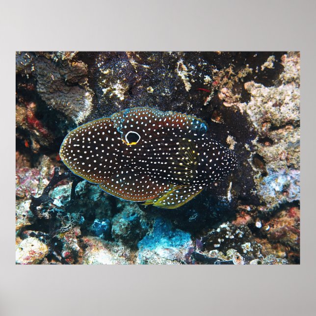 Poster O Cometa Elusivo (Frente)