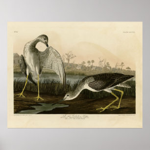 Poster O conto Godwit, Snipe - Aves de Audubon da América