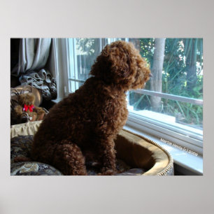 Pôster O cookie aguarda pela janela