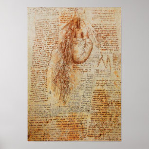 Pôster O coração e as artérias bronquiais