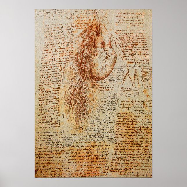 Pôster O coração e as artérias bronquiais (Frente)