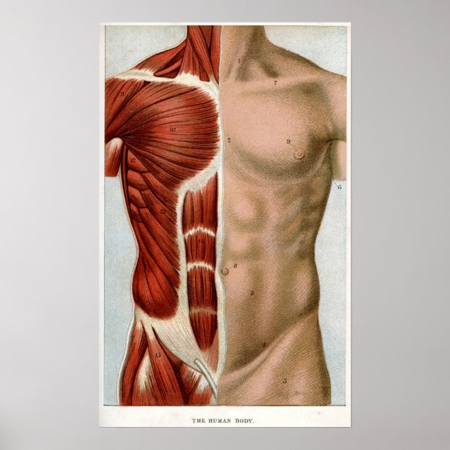 Poster O corpo humano (Frente)